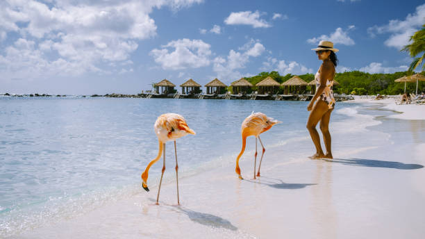 paar am strand von aruba mit rosa flamingos am strand, flamingostrand in aruba karibik - aruba stock-fotos und bilder