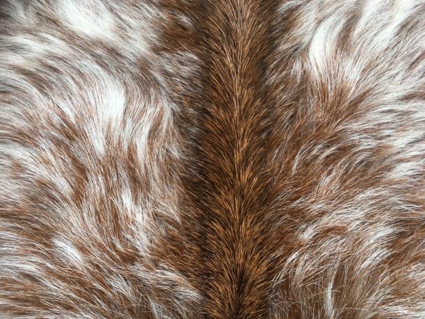 istock Goat leather with brown and white color fur 1459270802