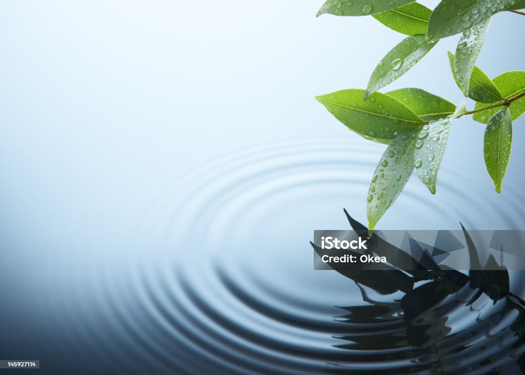 plant and water water ripple on a rainy day Backgrounds Stock Photo