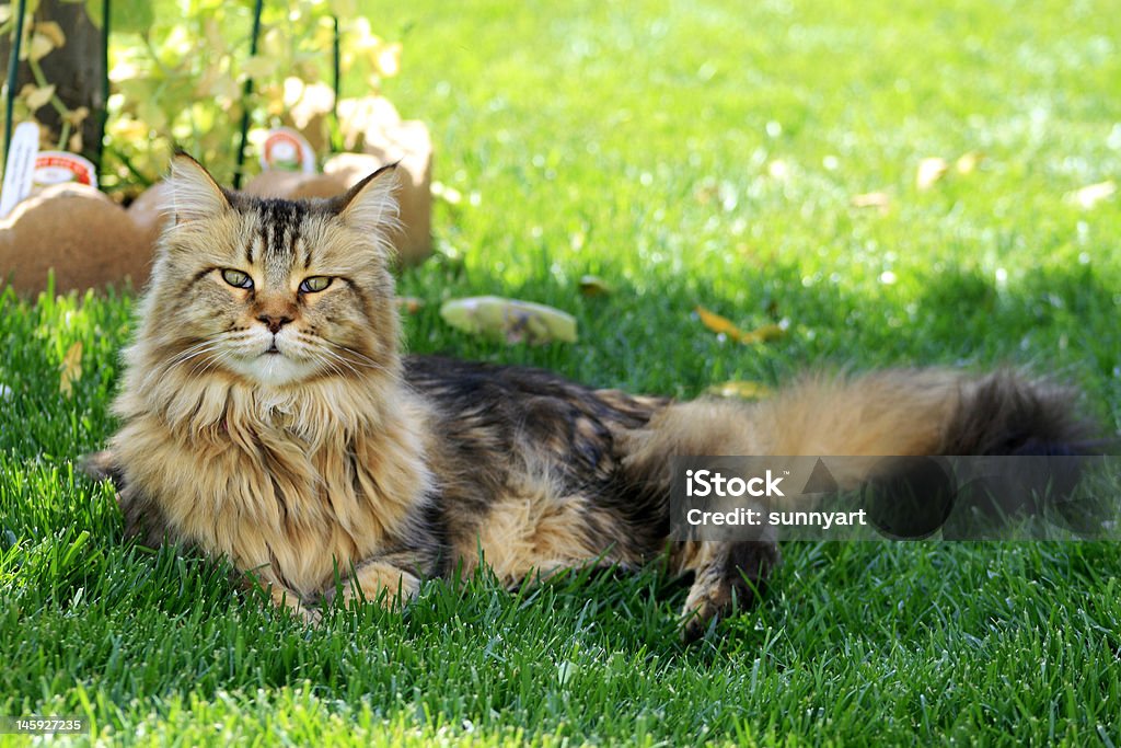 Katze auf Gras - Lizenzfrei Fotografie Stock-Foto