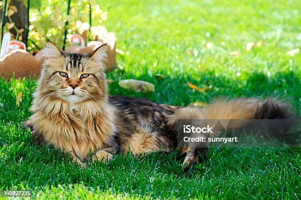 Katze Auf Gras Stockfoto und mehr Bilder von Fotografie - Fotografie, Gras, Horizontal