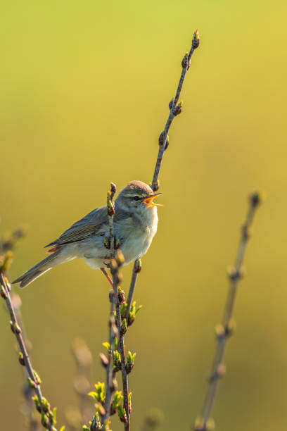 cannaiola di salice che canta da un ramo in primavera - bird warbler birdsong singing foto e immagini stock