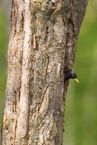 istock Starling in a nest hole 1459272860