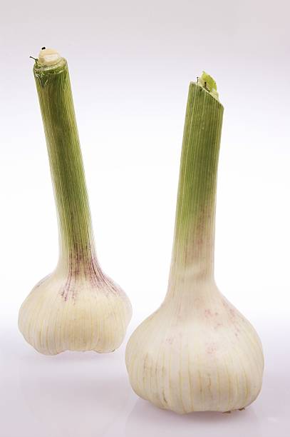 the garlics with green stalks stock photo