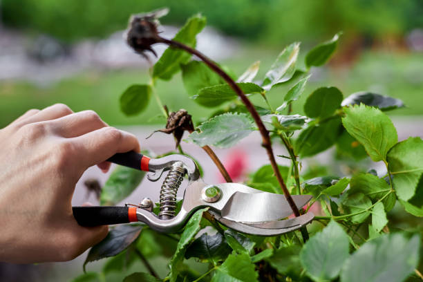 istock Girl pruning rose bushes with secateurs 1459275401