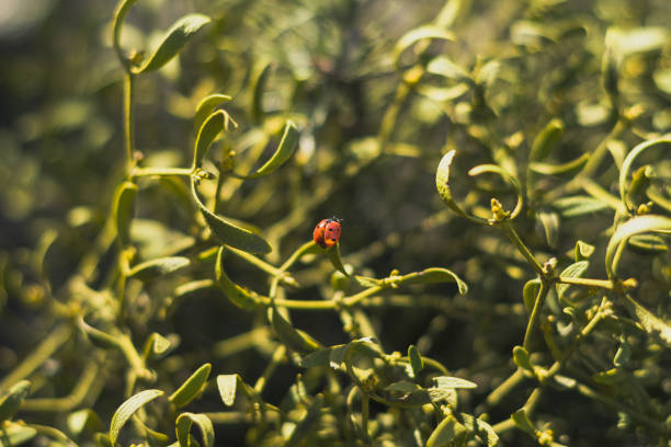 istock Close up ladybug on plant leaf under sunlight concept photo 1459275895
