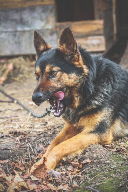 istock Close up german shepherd dog licking teeth concept photo 1459275947