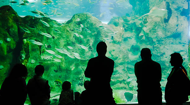 Looking the Acquarium stock photo