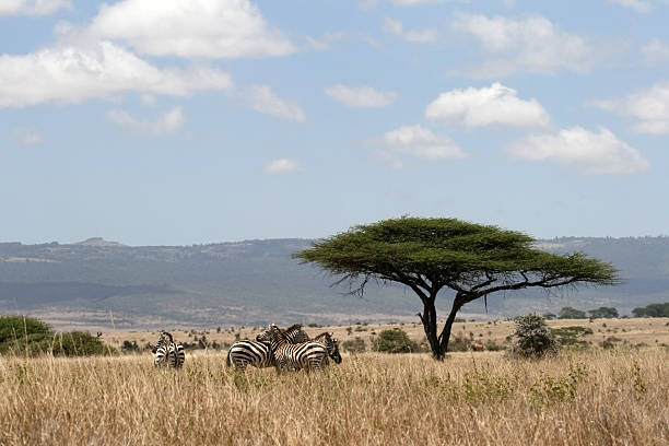 istock Zebras in the desert 145927653