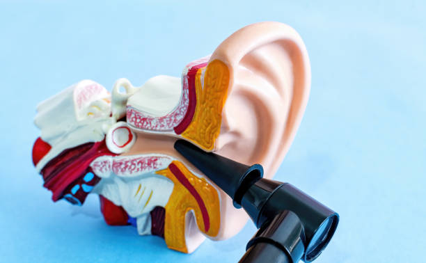 Anatomical ear model and medical device used to check the ears, otoscope. Prevention and hearing organ health concept. Anatomical ear model and medical device used to check the ears, otoscope. Prevention and hearing organ health concept. ear canal stock pictures, royalty-free photos & images