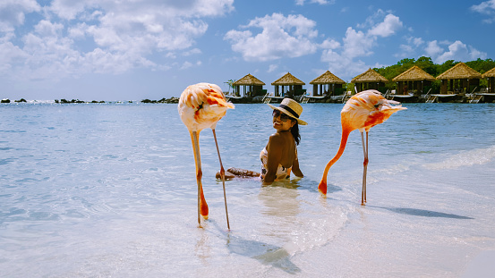 Aruba beach with pink flamingos at the beach, flamingo at the beach in Aruba Island Caribbean. A colorful flamingo at the beachfront, a woman on the beach with two flamingos