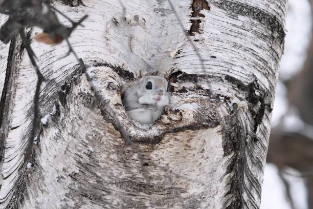 istock Siberian Flying Squirrel sticking its head out of a tree hole 1459278007