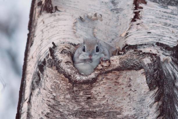 istock Siberian Flying Squirrel sticking its head out of a tree hole 1459278020