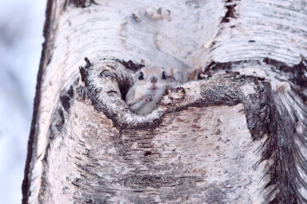 istock Siberian Flying Squirrel sticking its head out of a tree hole 1459278049