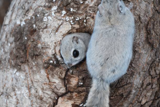 istock Siberian Flying Squirrel sticking its head out of a tree hole 1459278136