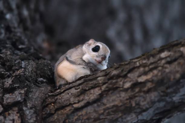 istock Siberian flying squirrel sitting on a branch 1459278184