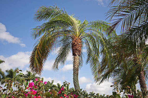 istock Short palm tree with flowers in foreground 145927842