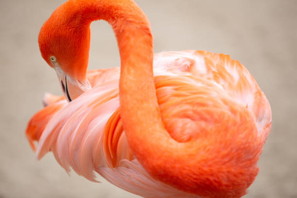 istock Pink Flamingo Grooming 1459278830
