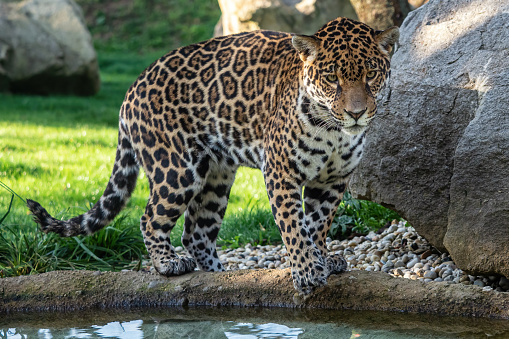 Jaguar is about to jump into the water. Panthera Onca.