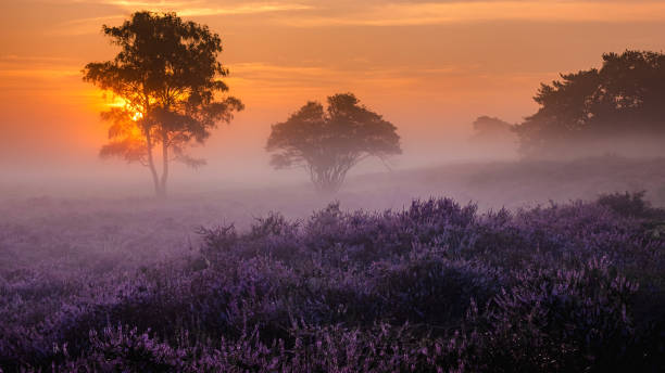 campi di erica in fiore, erica rosa viola in fiore, riscaldatore fiorito sul parco veluwe zuiderheide - brughiera foto e immagini stock