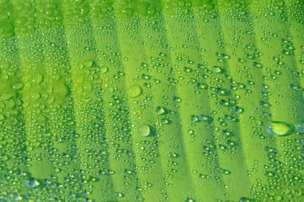 Photo of macro Water droplets on banana leaf