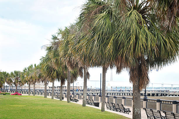 istock Row of 10 Palmettos 145928103