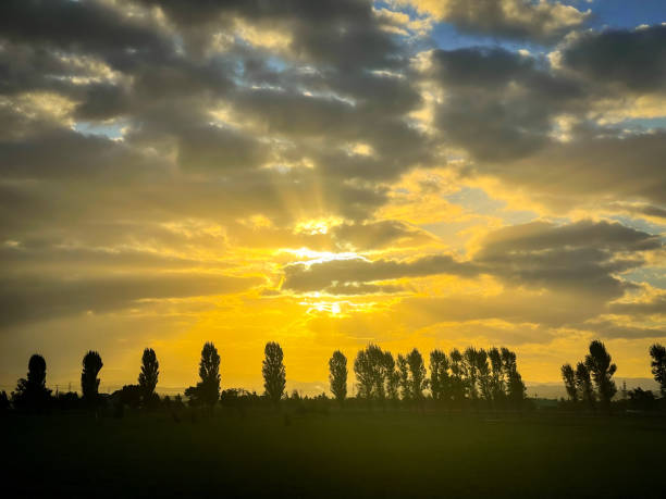 istock Rays of light at dawn and rows of poplar trees 1459281228