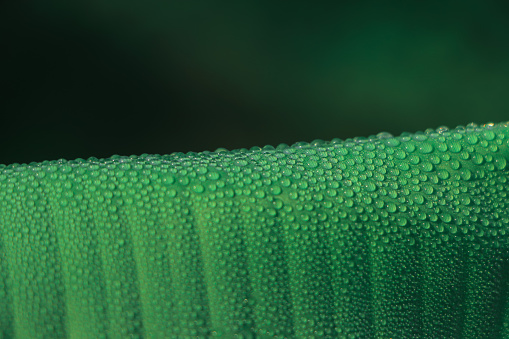 Closeup of dew drop on green banana leaf with selective focus and copy space