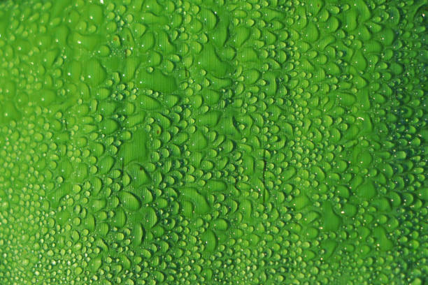istock Green banana leaf with water drop. 1459281613