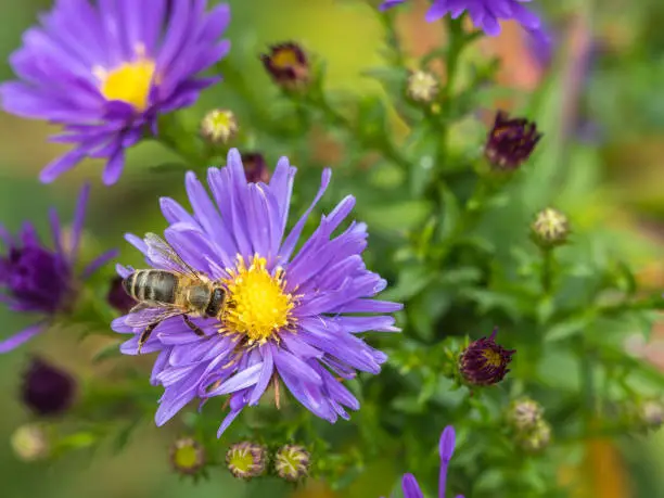 Aster flowers in garden summer time