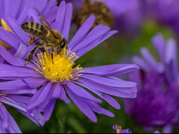 Aster flowers in garden summer time