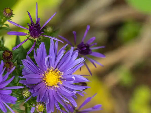 Aster flowers in garden summer time