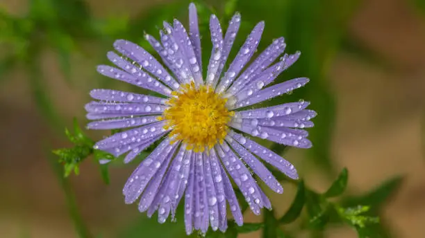 Aster flowers in garden summer time