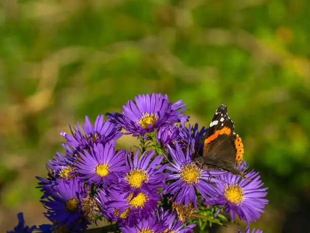 Butterfly on aster flowers in garden summer time