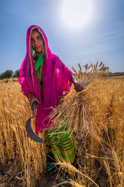 istock Indian woman collecting a wheat, India. 1459282162