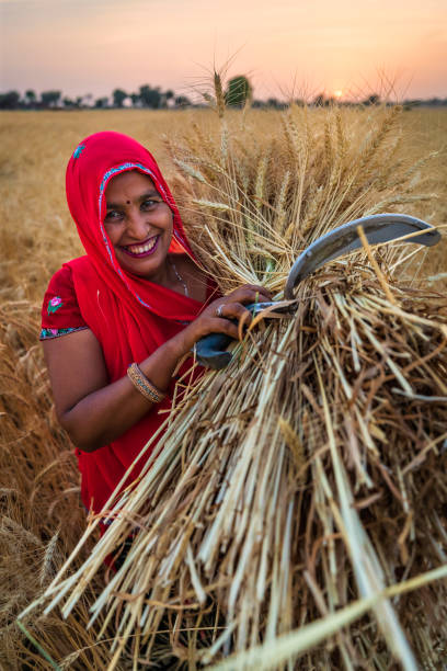 istock Indian woman carrying a wheat, India. 1459282796