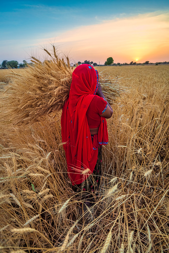 Indian woman collecting wheat in a village near Jaipur city, Rajasthan, India.
