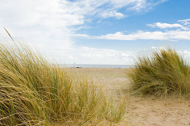 Beach grasses stock photo