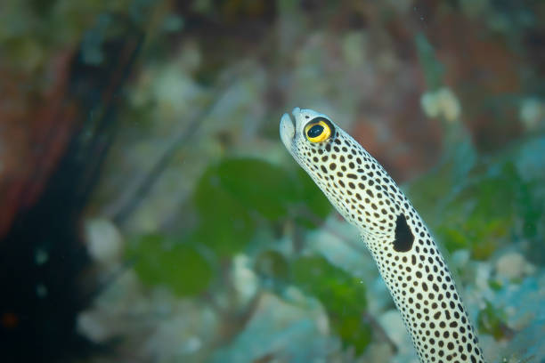 Durong Fish Romblon 10+ Romblon Province Stock Photos, Pictures & Royalty-Free Images - iStock