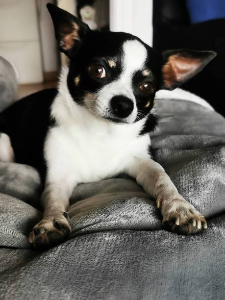istock a nice and friendly black and white chihuahua 1459283718