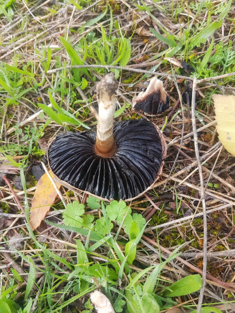 istock brown mushrooms among the grass 1459283723