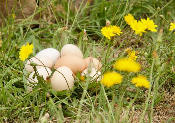 istock Pile of chicken eggs amidst yellow wildflowers 1459284848