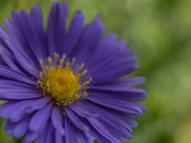 Aster flowers in the garden summer time