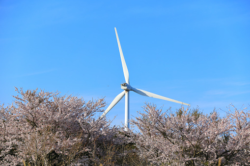 It is a beautiful spring scenery of Canola Flower Plaza, a famous tourist attraction in Jeju.