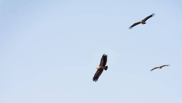 istock View of three griffon vultures flying over the blue sky 1459285142