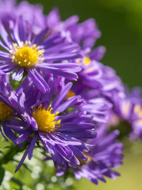 Aster flowers in the garden summer time