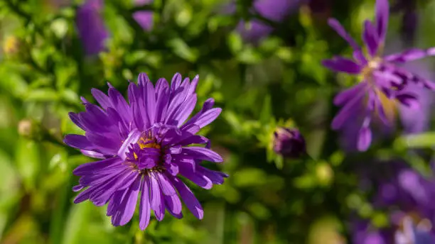 Aster flowers in the garden summer time