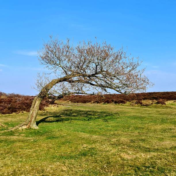 A curved tree in the Stanton Moor small upland area in Matlock, England