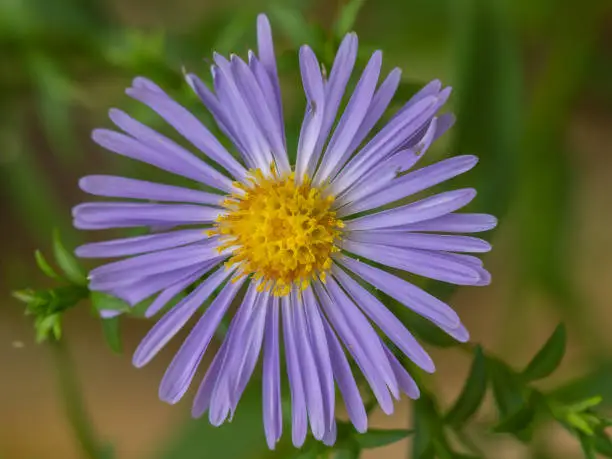 Aster flowers in the garden summer time