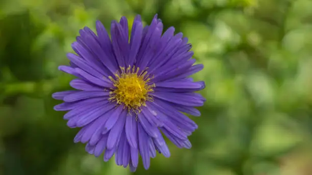 Aster flowers in the garden summer time
